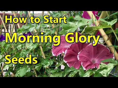 How to start morning glory seeds (Farocean's Garden) | Container Gardening