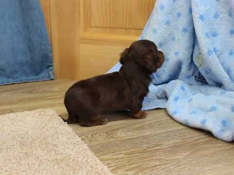 Creed Adorable Little Chocolate and Tan Mini Dachshund!