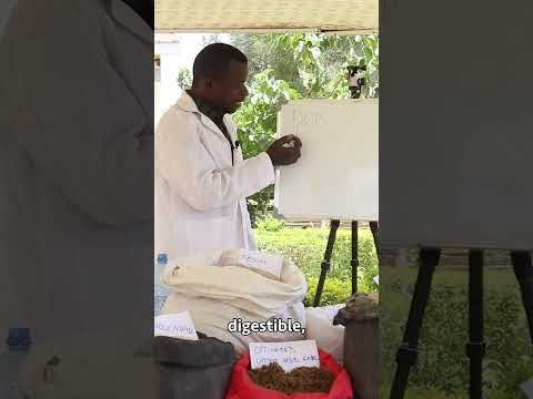 Broiler Chicken Farming broilerchicken poultryfarming chicken poultrymanagement