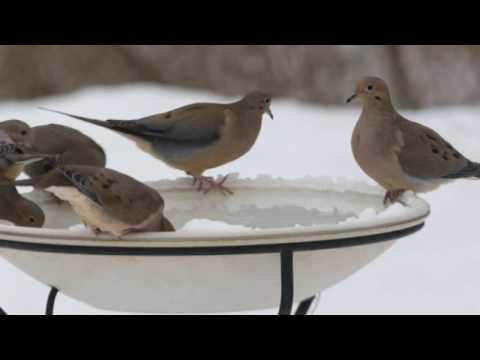 Mourning Dove Bird Bath Frenzy, Feb12, 2017s