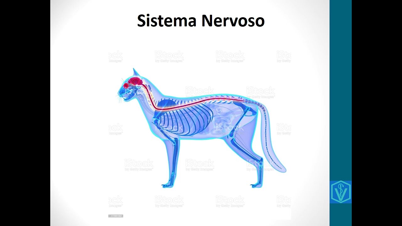 Anatomia do Sistema Nervoso - parte 01