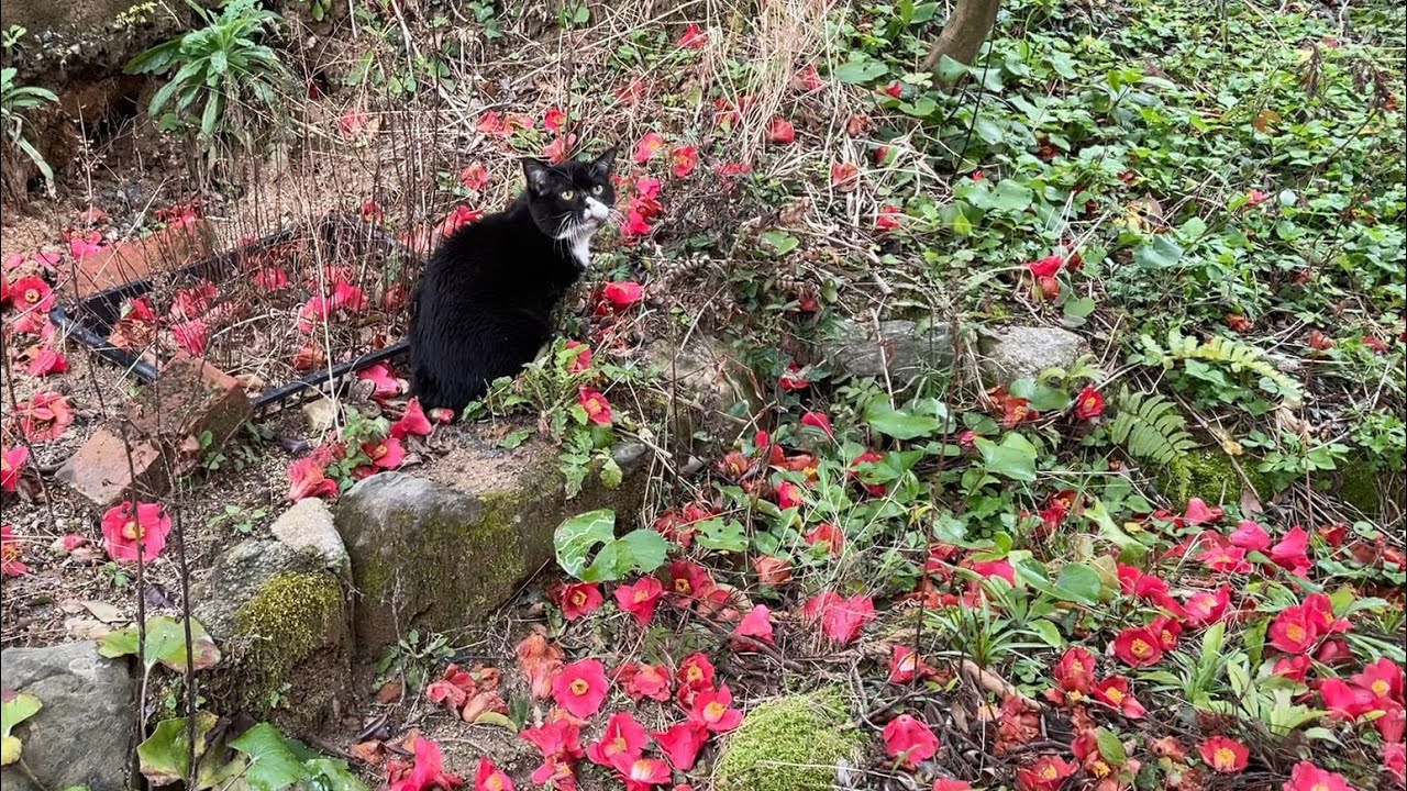 この音楽が流れたら家に入っていきます