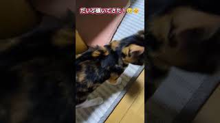 三毛の子猫ファミリー計画その20 ほぼ家猫！🤗😸 #ニャンキー #猫のいる暮らし #三毛猫 #保護猫 #子ネコ #子猫 #cat