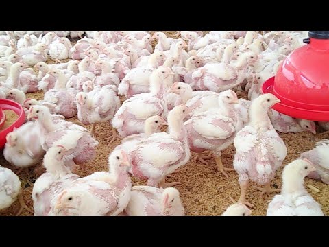 , title : 'Día 20 🐔  Pollos De Engorde🐥'