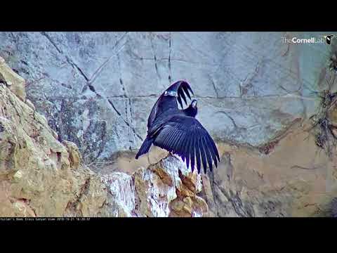 California Condor #923 Shows Off His Serious Wingspan – Oct. 21, 2018