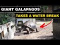 Giant Galapagos Tortoise Walking