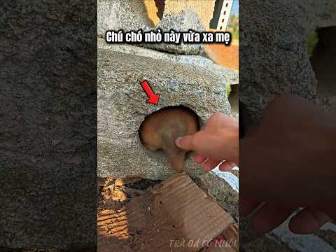 Chú chó chui vào lỗ gạch chật cứng vì lý do này 🥹