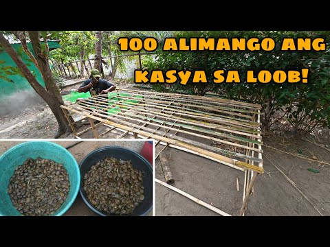INUMPISAHAN NA ANG PAG-GAWA NG KULUNGAN NG ALIMANGO! 😱
