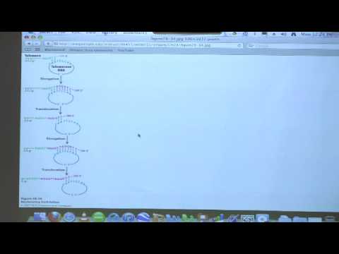 Kevin Ahern's Bite-Sized Biochemistry #43 - DNA Replication, Repair, Recombination III