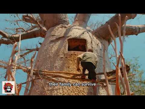 The Baobab Tree: A Lifeline for the People of Africa.