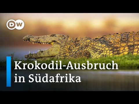Krokodil-Alarm nach Massenausbruch in Südafrika | DW Nachrichten