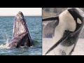 Wondrous Whales