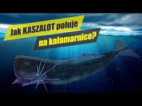 Kaszalot spermacetowy - dlaczego ma w nosie 2000 litrów spermacetu?