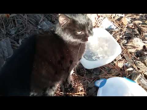 Adding Scraps to the Compost on a frozen day - Cat's eat rice? - Frozen Fingers