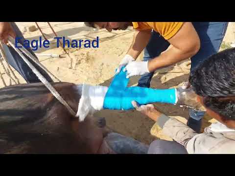 Fiberglass cast application for fracture management in Buffalo