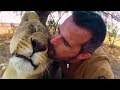 How Lions Say Hello | The Lion Whisperer