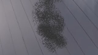 【ホラー】事故現場を探索するのは怖すぎた【隣人】#12