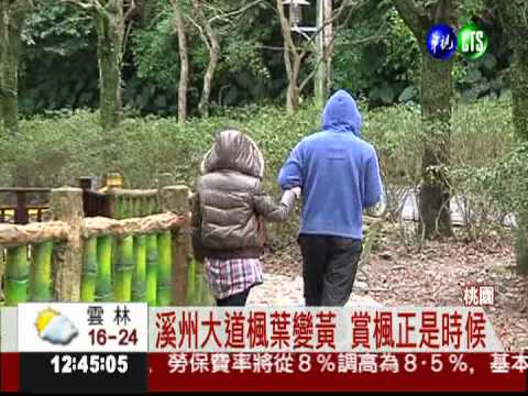 4000棵楓樹紅了... 石門水庫好美