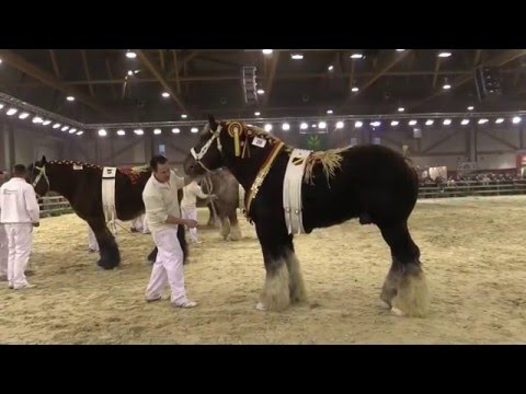 Belgian Draft Horses-national championship 2016, part 1