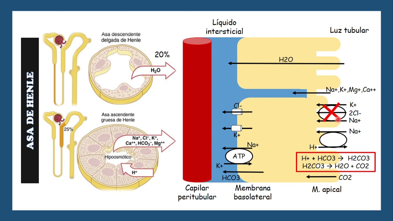REABSORCIÓN TUBULAR - SOCIEMUNP