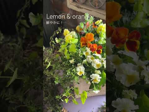 園芸 キンポウゲ、忍び寄るキンポウゲ