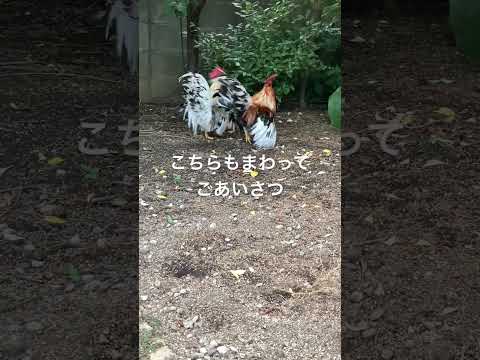 鶏は雪の中に行けるのか？彼らはそれを恐れているのでしょうか？最初に考慮すべき5つのこと!  庭園