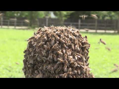 Boja meda ep.62 14.05.2019. - Razlozi niske cene meda na svetskom  tržištu, topljenje voska....