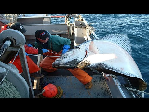 Amazing Fastest Giant Halibut Fishing longline on the sea - Halibut Fillet Processing Skills