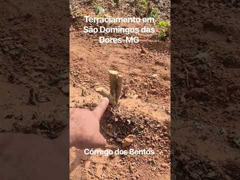 terraciamento em são Domingos das Dores-MG #cafeicultura