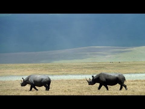 A day in the Ngorongoro Crater