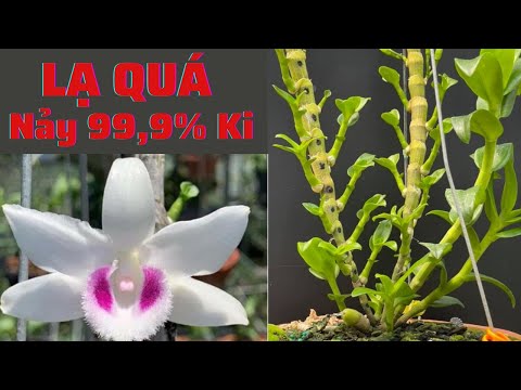 Lạ Kỳ Với Tuyệt Chiêu Kích Ki Trên Thân Lên 99,9% | Đức Hoa Lan