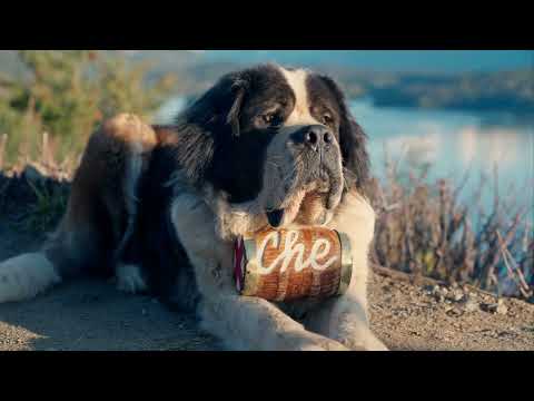 Barry the Rescue Dog That Saved 40 People