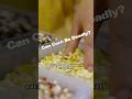 Corn Can Be Deadly Beyond The Menu Shorts