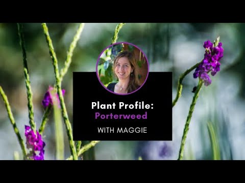 Plant Profile: Porterweed with Maggie