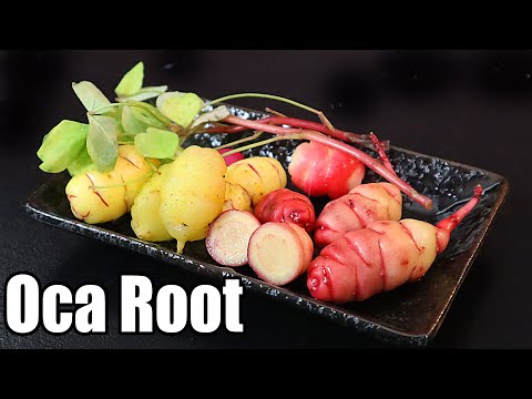 OCA ROOT : The Colorful South American Root That Tastes Delicious! - Amazing Plants