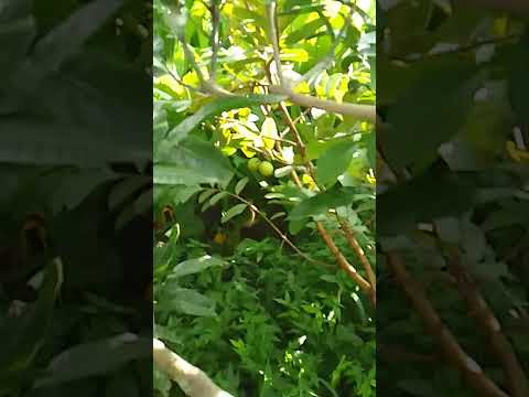 #guava #fruit 13 Bhadra 2082 Friday August 29 04 46 Pm 2025