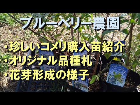園芸 アメリカンブルーベリー、ハイブッシュコーンフラワー、コリンベル、ジャイアントブルーベリー