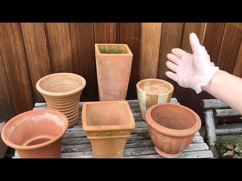 【庭のお手入れ】夏前にバラの剪定とハーブの植え付け！ - YouTube