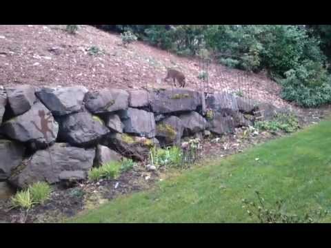 our bobcat looking for chipmunks on the rockwall.mp4