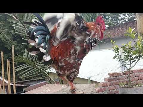 The biggest roosters compilation | Crowing roosters of more than 100 heritage chicken breeds