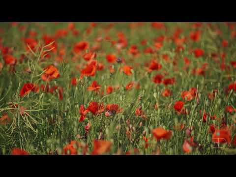 Blossoming Field of Poppies - Calming Relaxing Restoring Music | Meditation Music | Stress Relief |