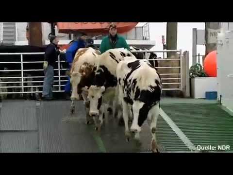 Backt in der Brustregion zurück Ð ± оР»dn, n пинР° Ð¿Ñ € D гв