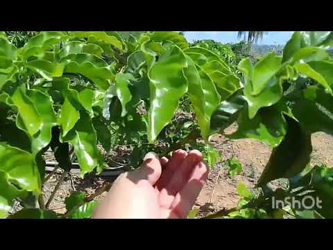 Mostrando um loteamento,cafezais e um pouco do centro!! #minasgeraisbrasil #vidanaroça #fazenda 