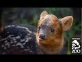 Meet Haechan The Pudu At The L A Zoo