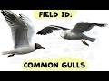 Identifying GULLS In The British Isles A Comprehensive Guide To 6 Of The Most Common Gulls