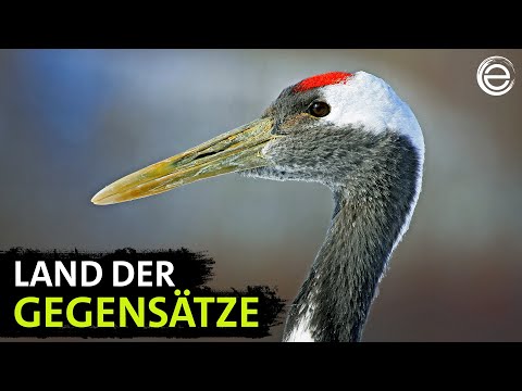 Wildes Japan – Artenvielfalt und Naturphänomene (Teil 1) | Erlebnis Erde