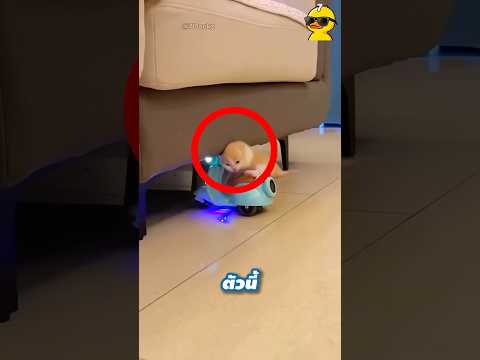 แมวตัวนี้ต้ิองไปทำอย่างอื่นซะแล้ว 😆