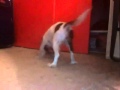 Angel Barking At Youtube Dog