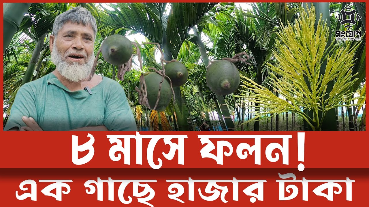 সুপারির ফলনে আশ্চর্য সাফল্য