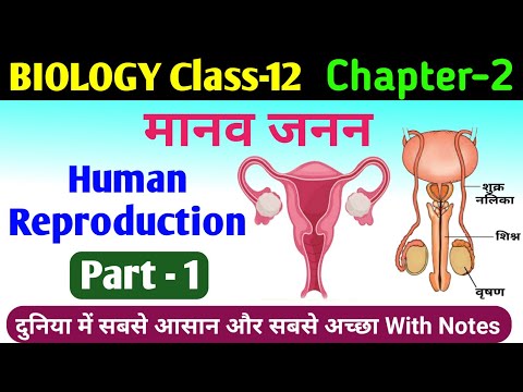 biology class 12 chapter 2 | human reproduction class 12 | manav janan class 12th biology in hindi